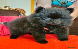 Pomeranian dogs for sale: 3 beautiful black pomeranian boys for sale  - Image 1