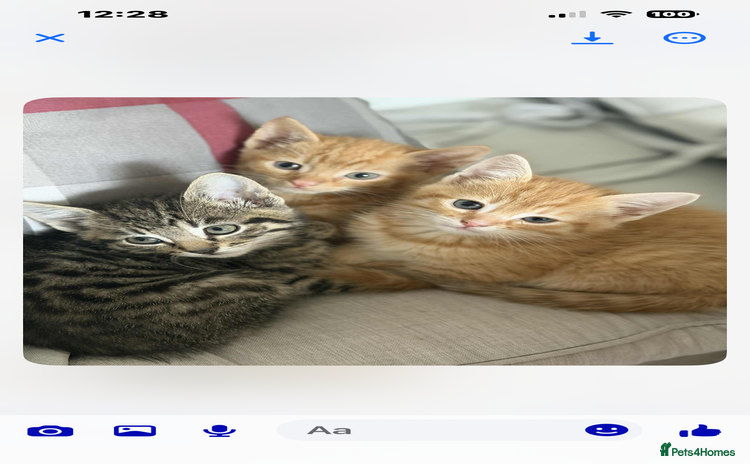Mixed Breed cats - Advert 2