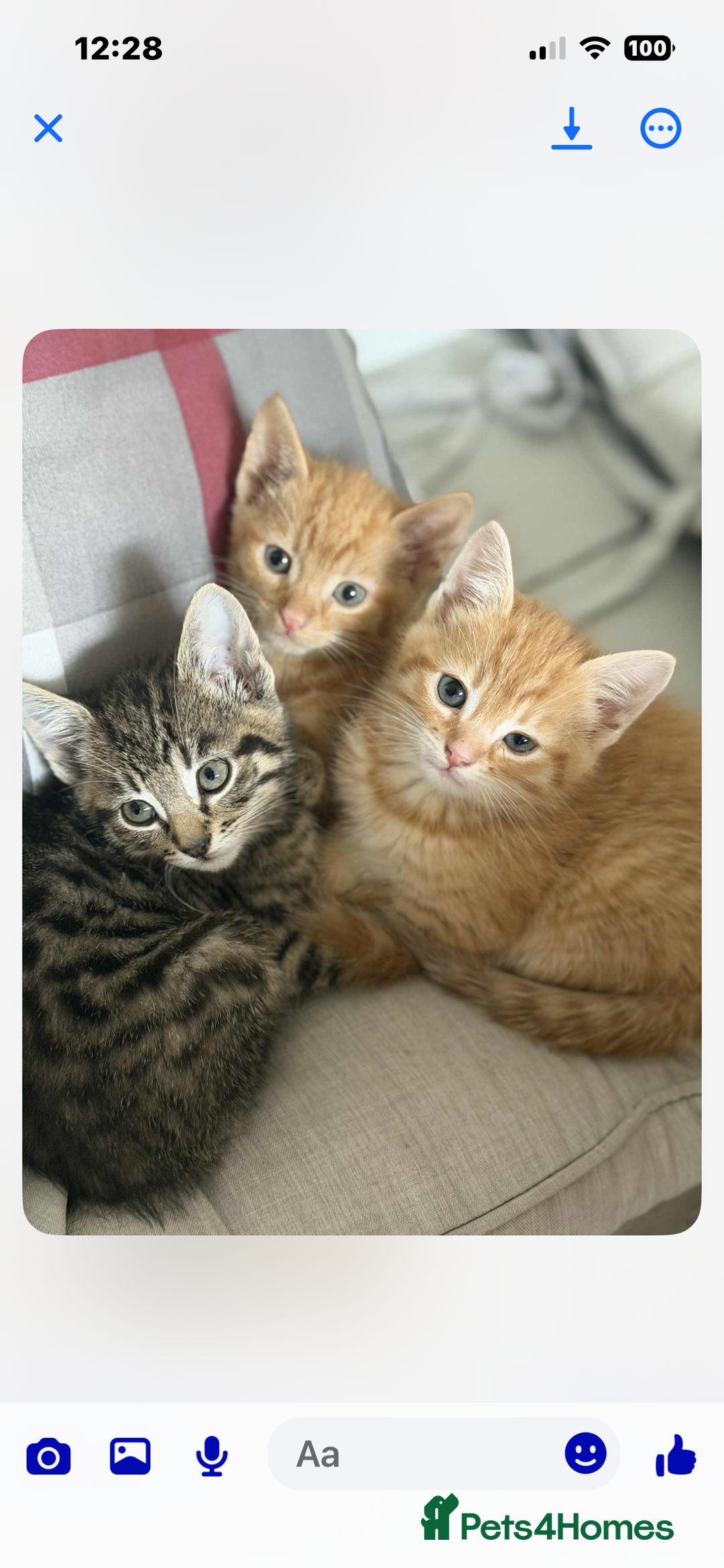 Mixed Breed cats for sale: Beautiful kittens rare ginger females  - Image 1
