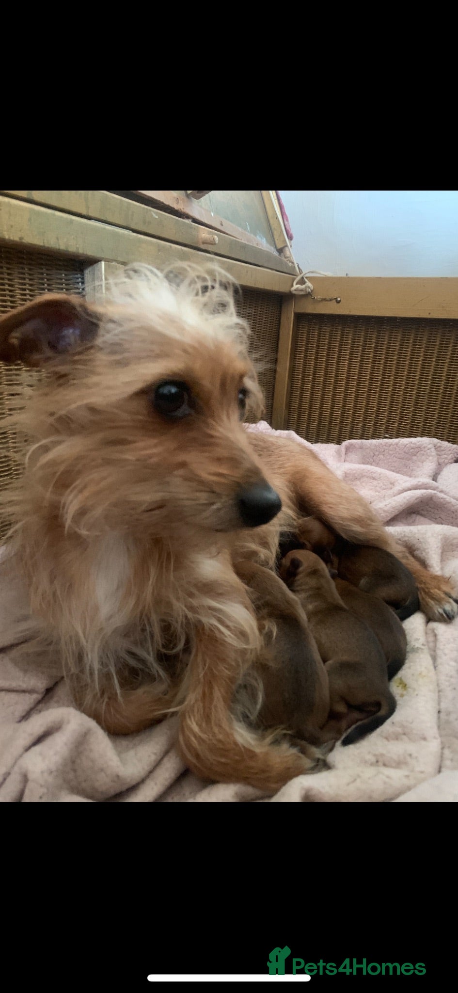 Mixed Breed dogs Terrier cross puppies  - Advert 1