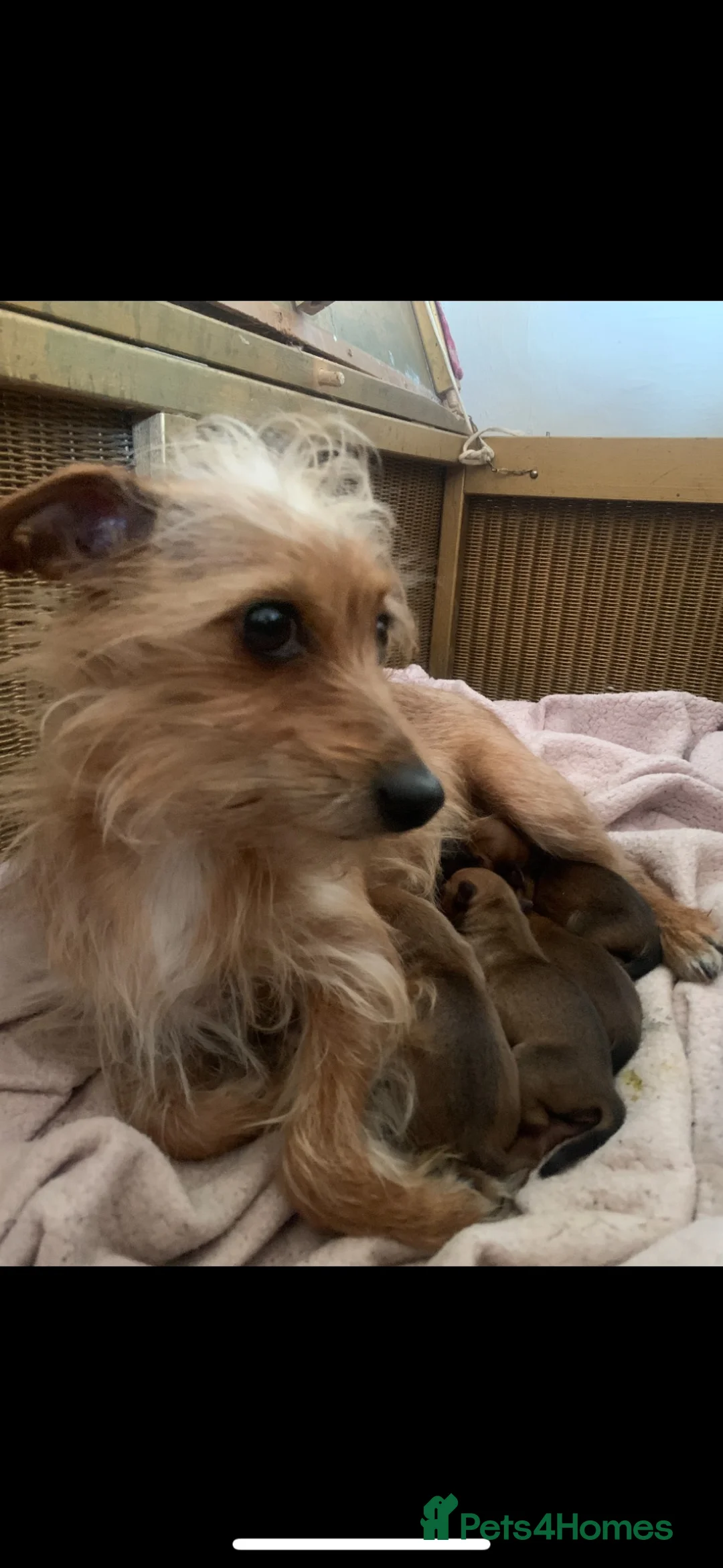 Mixed Breed dogs for sale: Terrier cross puppies  in Holt - Advert 1