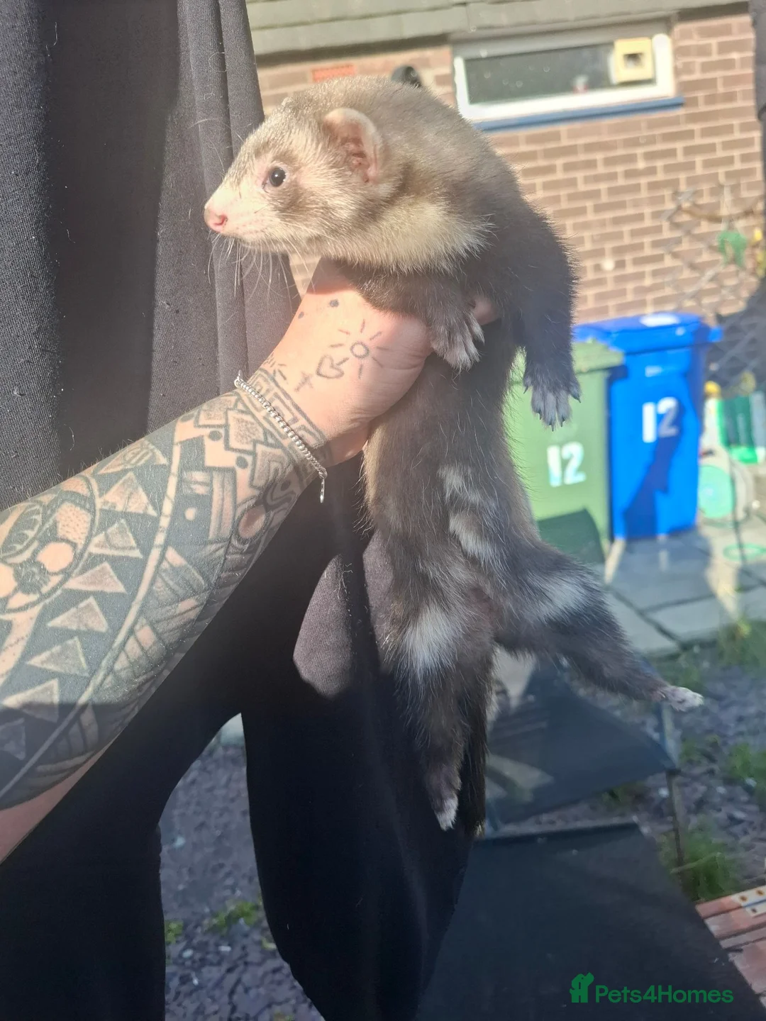 Ferret rodents for sale: Ferret kit jill in Blyth - Advert 2