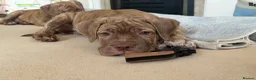 Mixed Breed dogs for sale: Last girl & boy puppies available  - Advert 4