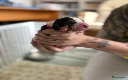 Basset Hound dogs for sale: Beautiful Basset Hound Puppies  - Image 23