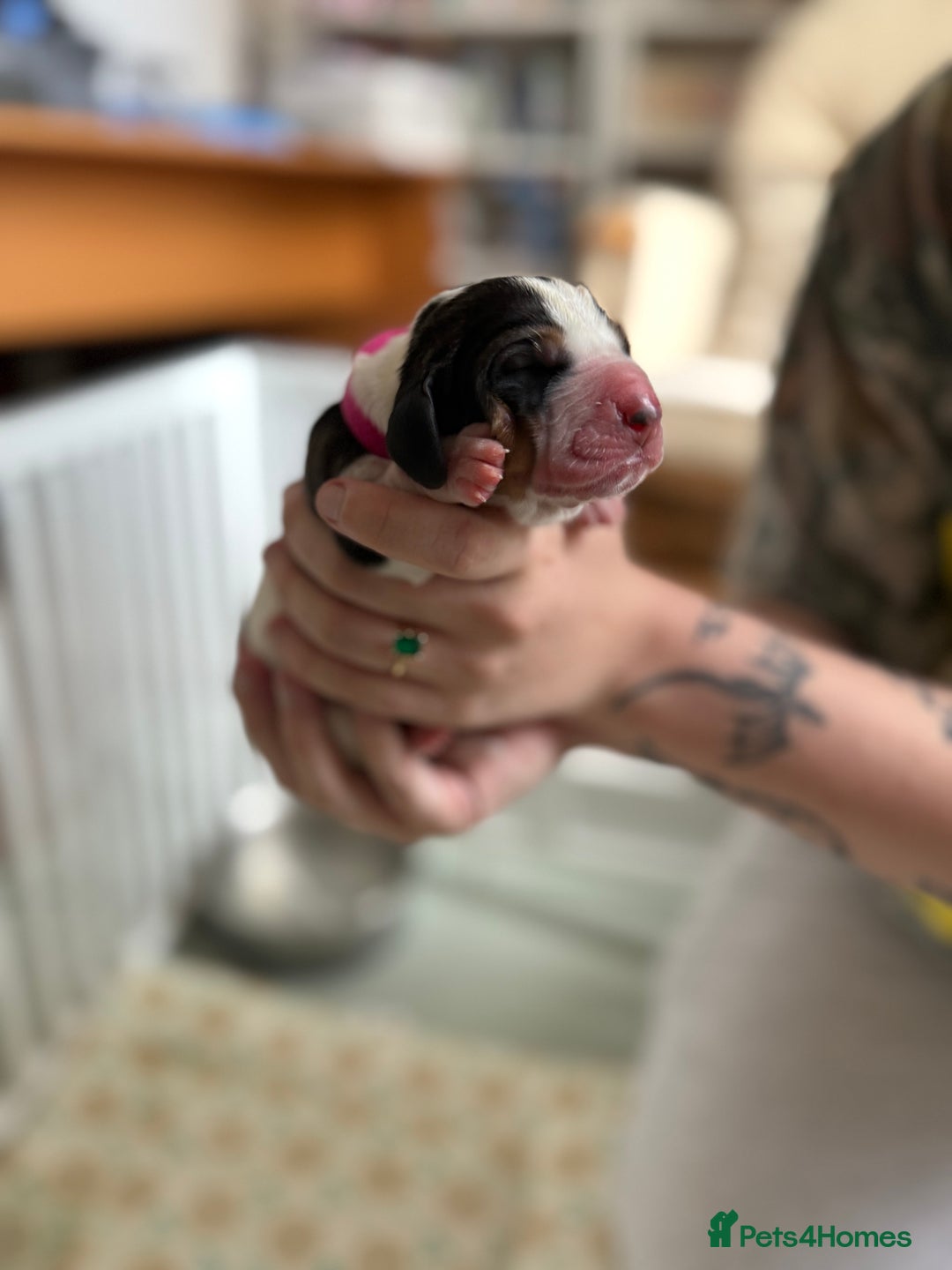 Basset Hound dogs for sale: Beautiful Basset Hound Puppies  - Image 23