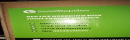 Tarantulas invertebrates for sale: Collection of tarantulas & equipment for new home  - Advert 8