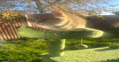 British Shorthair cats in Hayes - Advert 3