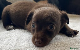Jack Russell dogs for sale: Miniature Jack Russel’s - Image 1