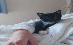 Domestic Shorthair cats for sale: 4 beautiful kittens - Image 8