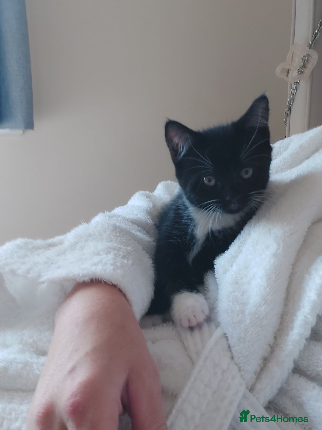 Domestic Shorthair cats for sale: 4 beautiful kittens - Image 8