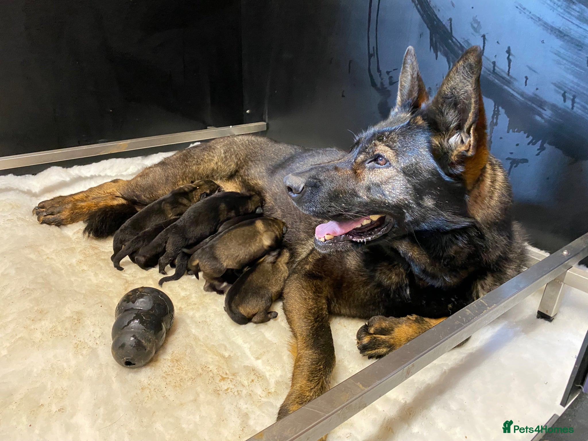 German Shepherd dogs for sale: 🐶Royal Kennel Club Straight Back GSD puppies🐶 in Virginia Water - Advert 7