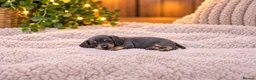Miniature Dachshund dogs for sale: Happy and healthy miniature dachshund puppies  in Hull - Advert 9