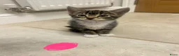 Mixed Breed cats for sale: 7 week old kittens in Sheerness - Advert 4