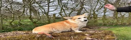 Welsh Corgi Pembroke dogs for stud: For sale my stud dog - Advert 3