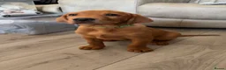 Labrador Retriever dogs for sale: 3 FoxRed Labrador Boys Available  - Advert 38