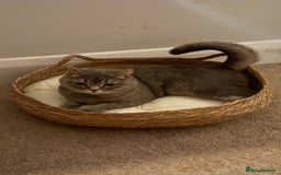 Brazilian Shorthair cats for sale: BritishShorthair Friendly Male Cat Romeo - Image 6