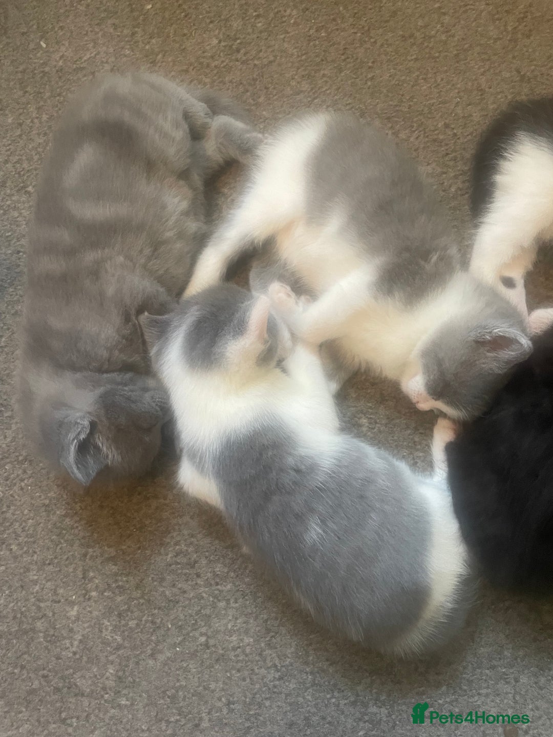 British Shorthair cats for sale: 5 kittens mixed litter 9 weeks old, ready now!  - Image 20