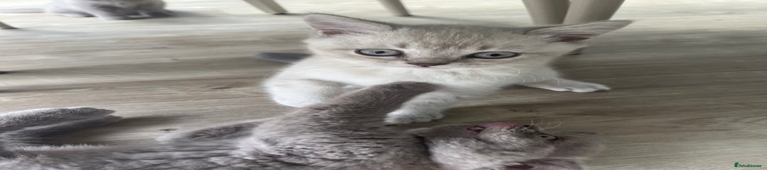 British Shorthair Kitten 1