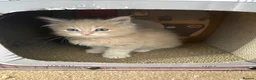 Maine Coon cats for sale: 3 cream girl Maine coon Kittens - Advert 20