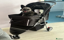 Pomapoo dogs for sale: POMPO0 - Image 4