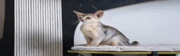 Abyssinian cats for sale: Bonbon – Ready Now | Exceptional Silver Abyssinian - Advert 4