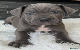 Cane Corso dogs for sale: Elite Champion Bloodline Cane Corso puppies - Image 3