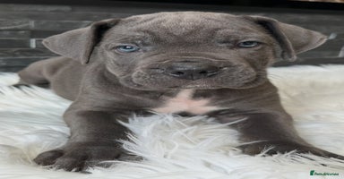 Cane Corso dogs - Advert 10