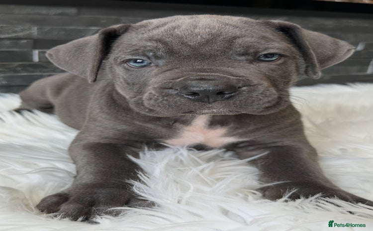 Cane Corso dogs - Advert 2