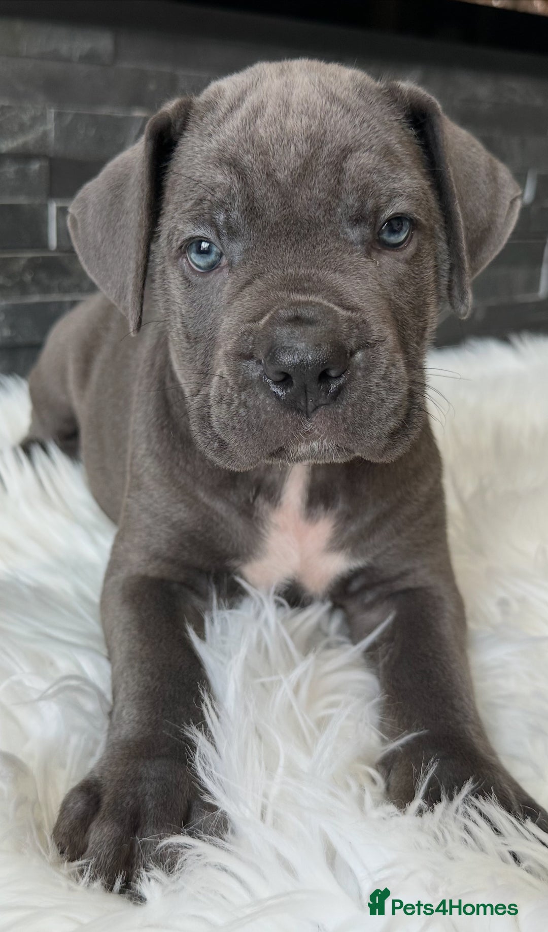 Cane Corso dogs for sale: Elite Champion Bloodline Cane Corso puppies - Image 3
