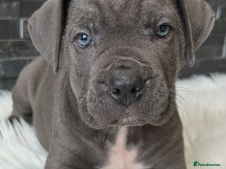 Cane Corso dogs - Advert 13