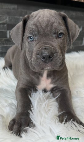 Cane Corso dogs - Advert 2