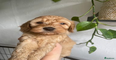 Cockapoo dogs - Advert 11