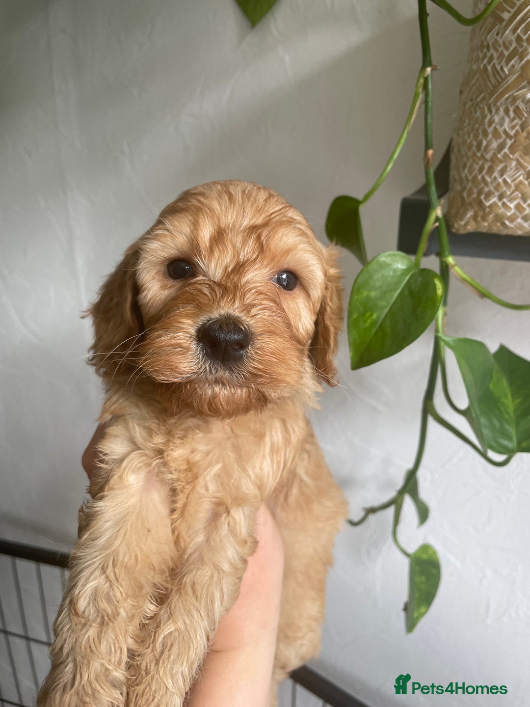 Cockapoo dogs for sale: cockapoos F1b 2 gorgeous pups 1 boy💙 1girl🩷 - Image 2