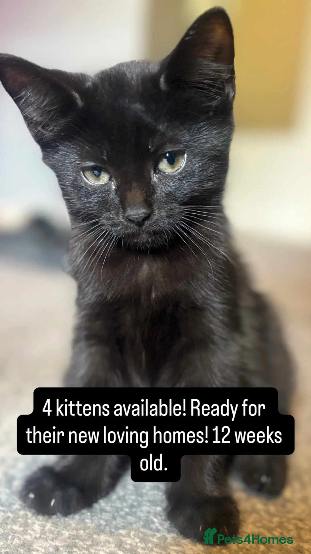 Mixed Breed cats for sale: Kittens in Luton - Advert 1
