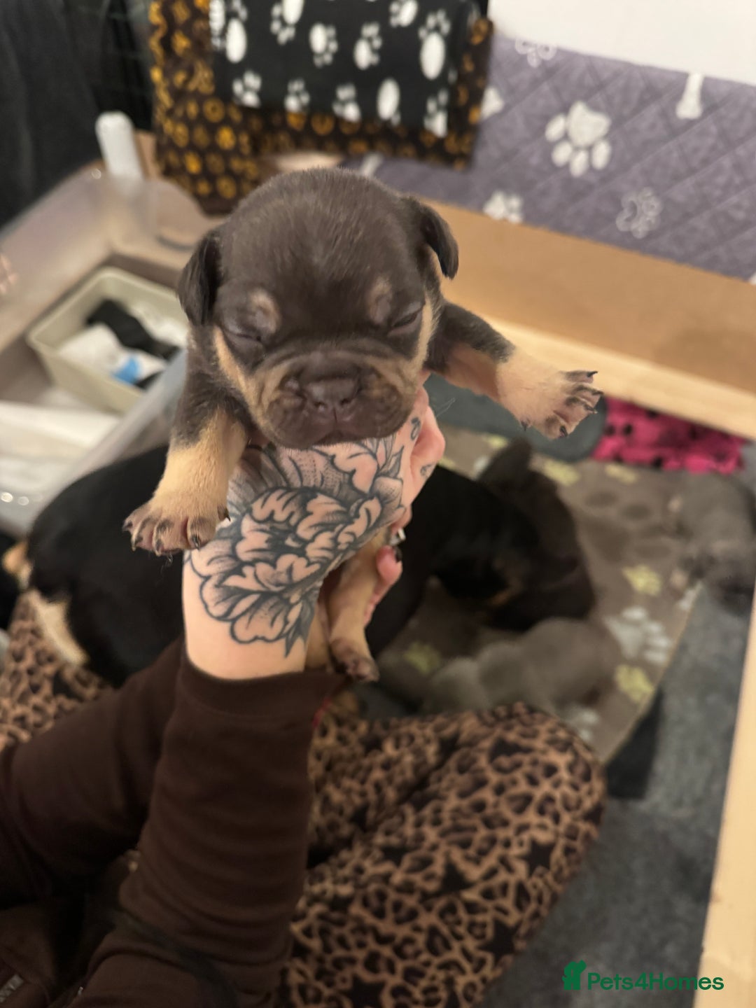 French Bulldog dogs for sale: French bulldog puppies for sale  - Advert 8