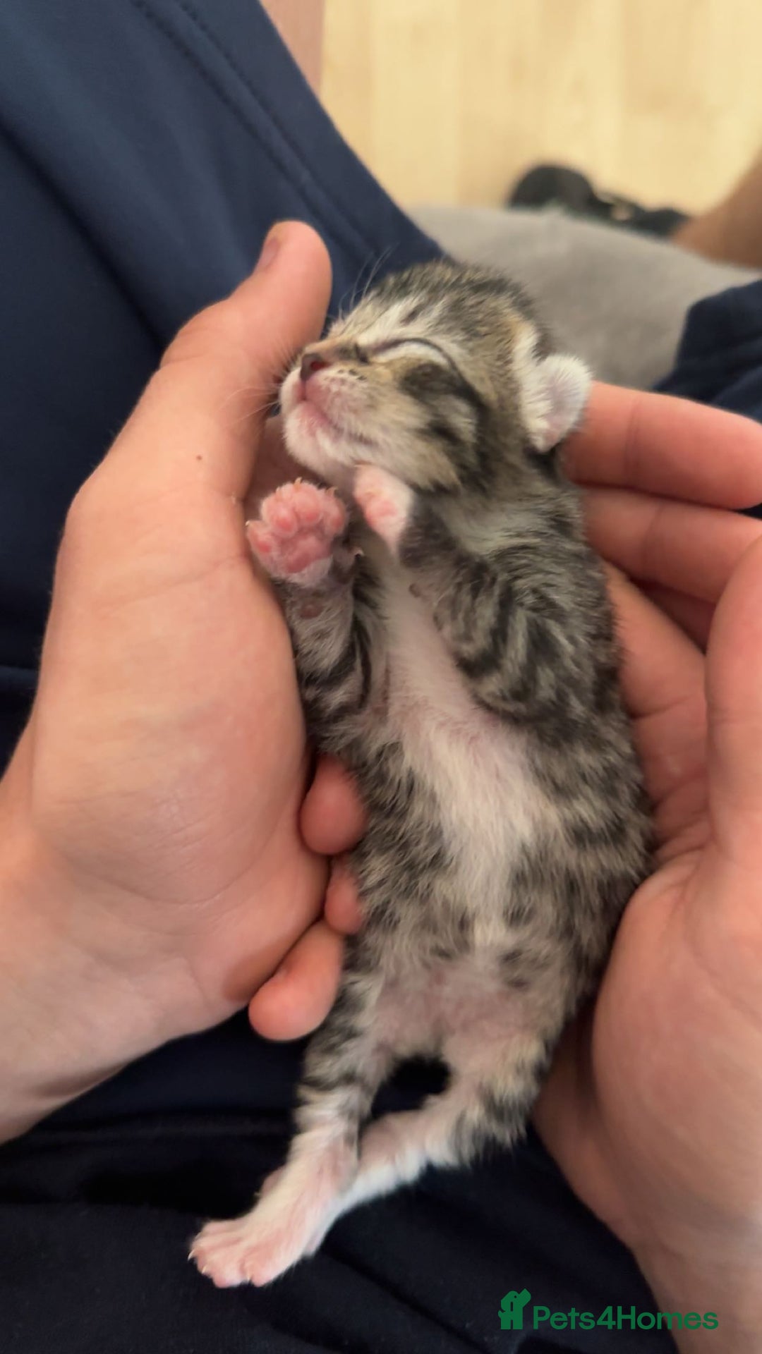 Mixed Breed cats for sale: Beautiful litter of 5  - Image 1