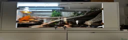 Dragon reptiles for sale: 4 year old male Beardie - Advert 4