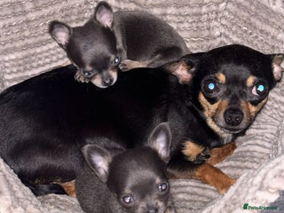 Chihuahua dogs Chihuahua puppies - Advert 1