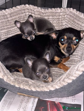 Chihuahua dogs Chihuahua puppies - Advert 1
