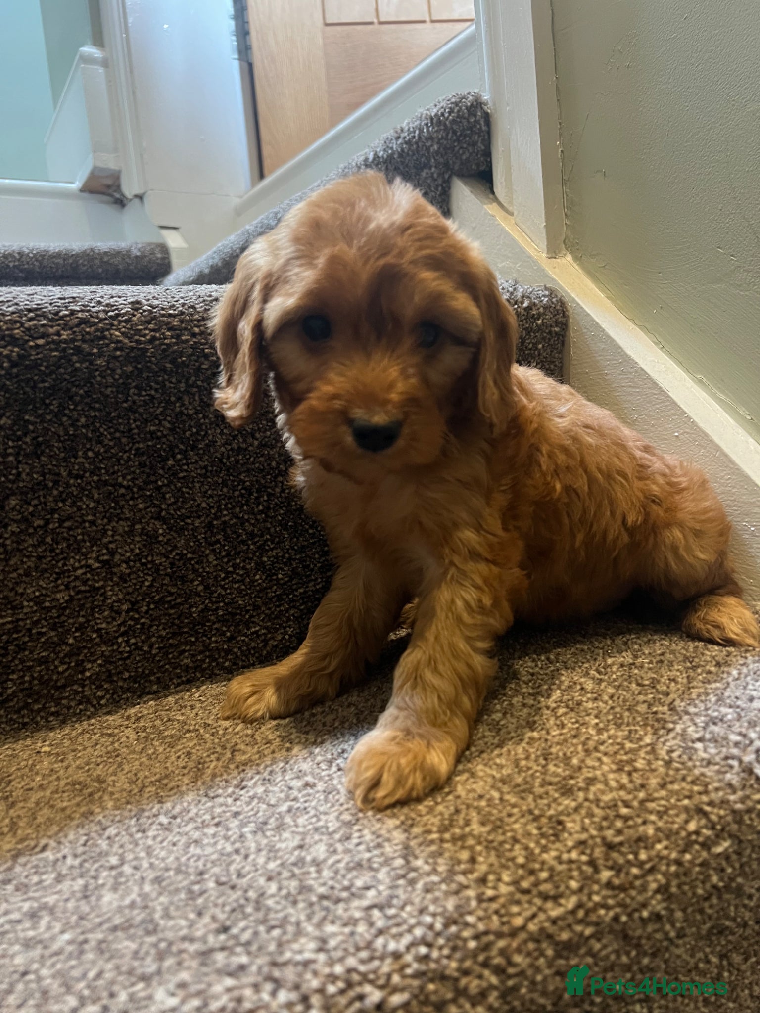 Cockapoo dogs Lovely litter of F2 cockapoos  - Advert 2