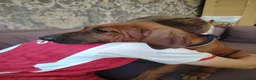 Rhodesian Ridgeback dogs for sale: Beautiful Rhodesian Ridgeback puppies-Family pet - Advert 26
