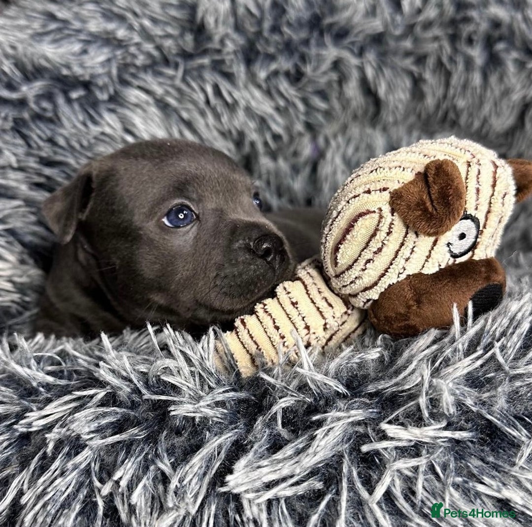 Staffordshire Bull Terrier dogs for sale: Outstanding  %100 Health Tested Staffy Puppies - Advert 14