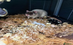 Rat rodents for sale: X2 male Rats  - Image 2