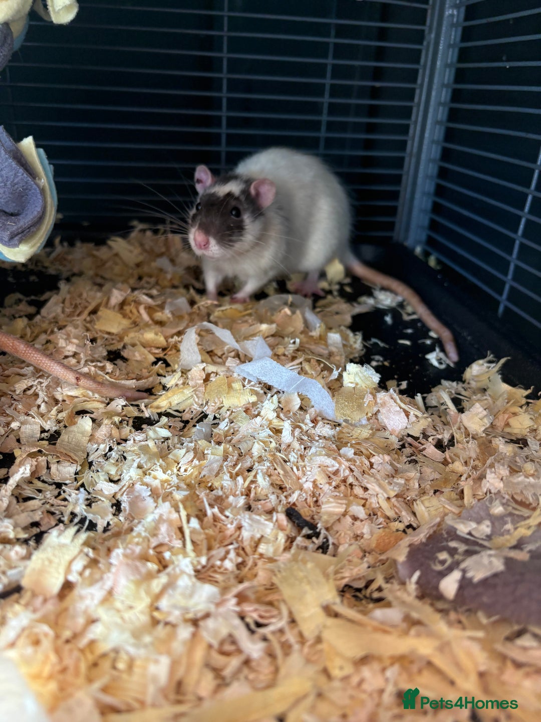 Rat rodents for sale: X2 male Rats  - Image 2