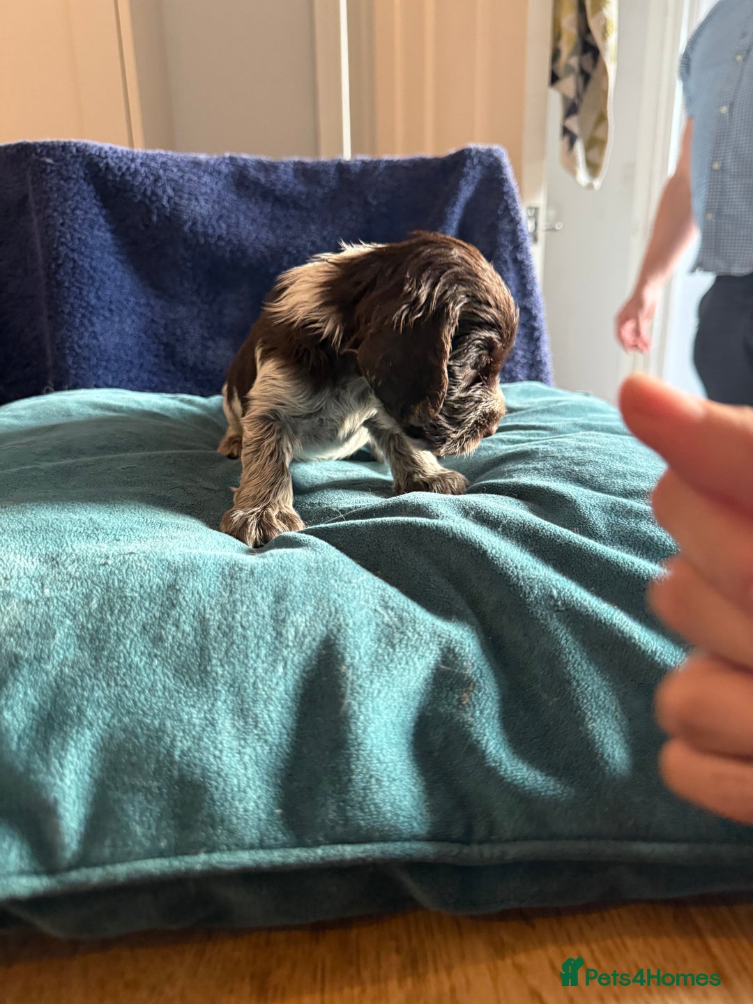 Cocker Spaniel dogs for sale: KC Registered Show Cockers - Image 18