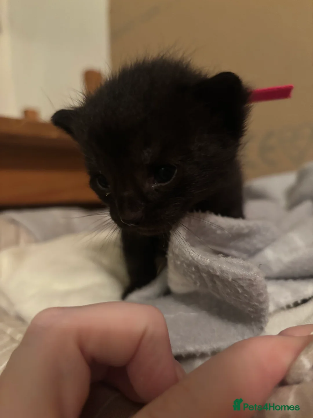 Mixed Breed cats for sale: mixed breed kittens for sale  - Advert 5