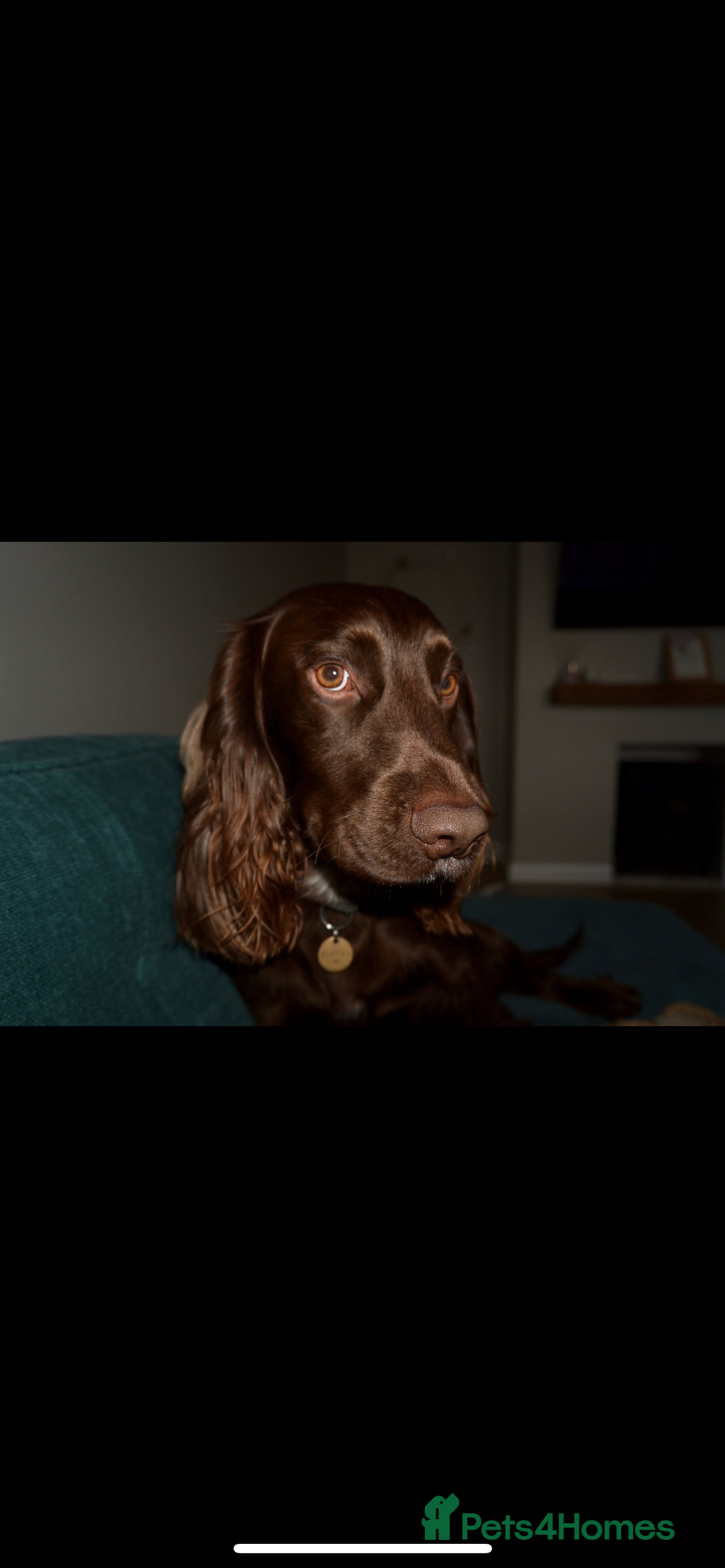 Cocker Spaniel dogs for stud: Cocker spaniel stud - Advert 5