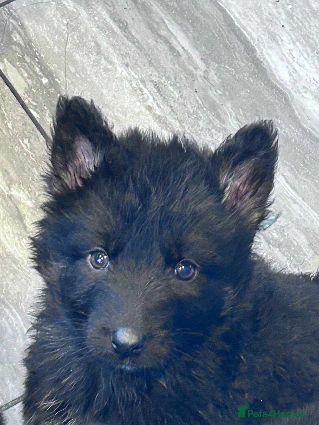 German Shepherd dogs for sale: German shepherd READY TO LEAVE - Advert 23