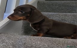Miniature Dachshund dogs for sale: 🩷1 PETITE BABY LEFT💜READY TODAY HAD BOTH JABS 🩷 in Chorley - Image 14