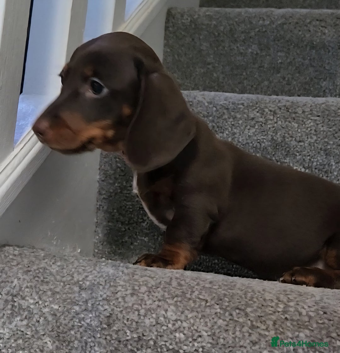 Miniature Dachshund dogs for sale: 🩷1 PETITE BABY LEFT💜READY TODAY HAD BOTH JABS 🩷 in Chorley - Image 14